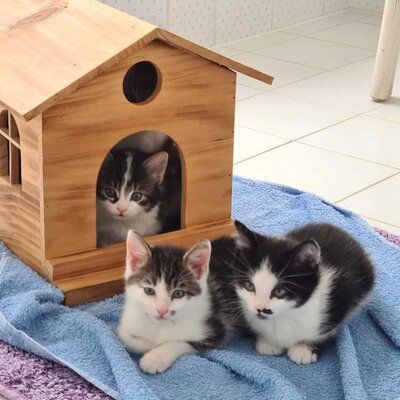 katzenkinder-von-wildkatze-bussnang-schmid