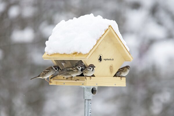 Winterfuetterung_Futterhaus_Marcel_Burkhardt_gross