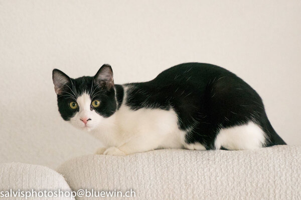 faun-vom-hudelmoos-auf-dem-sofa
