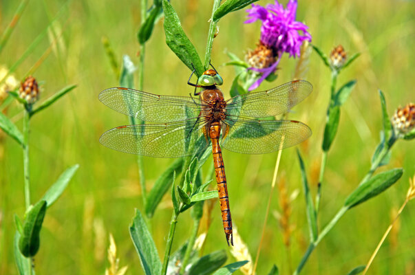 weibliche_keilflecklibelle_manfredhertzog