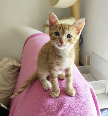 Lu rotes Tigerkaterli