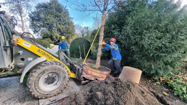 baum-setzen-kn