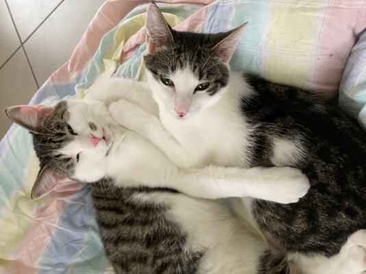 elmo-und-kaleo-am-kuscheln-gross