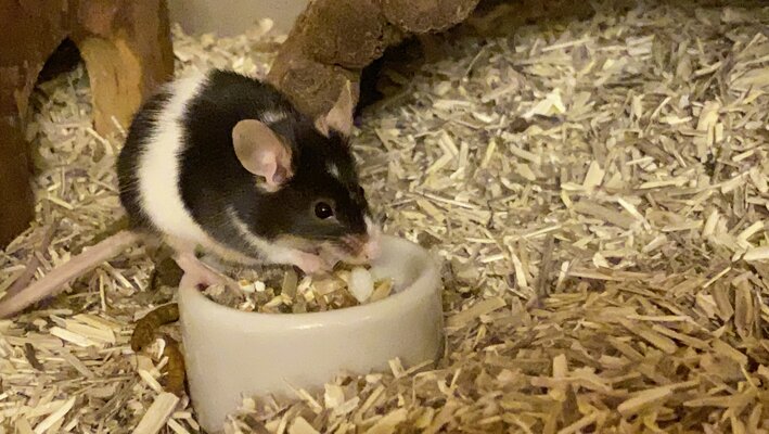 KN_5021_Krümel_Maus