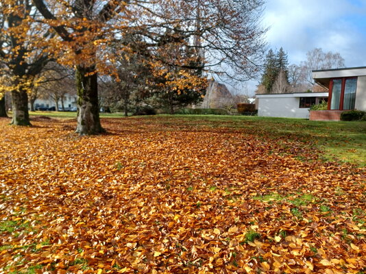 wiese