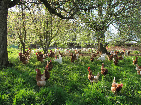 Vogelgrippe