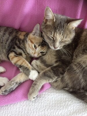 Mila und Lavea die Unzertrennlichen
