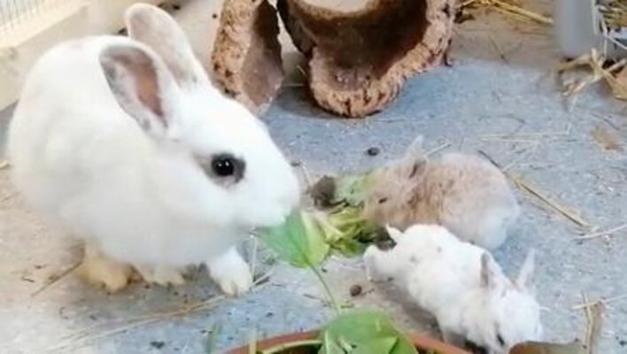 Kaninchen Säm Mama mit Babys (1)
