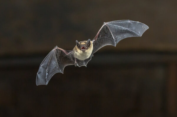Fledermaus