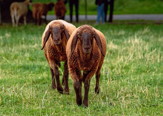 tierpark_schafe_01