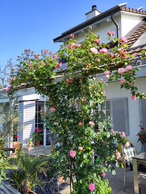 rosen-konigin_des_gartens - 1