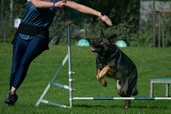 Hundemilitary