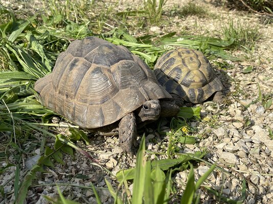 Tag der offenen Tür in der Wildvogel- und Reptilienpflegestation Kreuzlingen¶