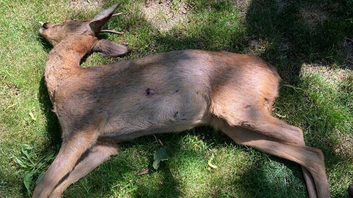 Das angeschossene Reh flüchtete verletzt und starb in einem Garten an der Hauptstrasse in Erlen. ⋌Symbolbild