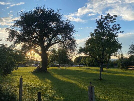 Im Obstgarten Sägenösch bilden 60 Obstbäume einen wertvollen Lebensraum.⋌