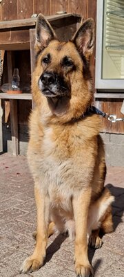 Schäferhund Pipo