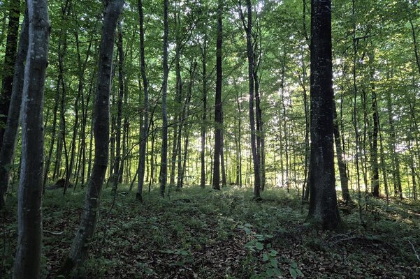 kreuzlingen-entdecken-wem-gehort-der-wald-bild