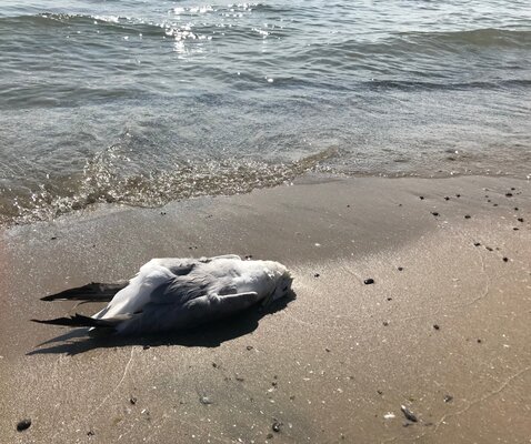 In Triboltingen wurde bei einer Mittelmeermöwe das Vogelgrippevirus H5N1 festgestellt.