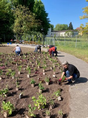 Über 30 Rotarierinnen und Rotarier bepflanzten den zukünftigen «Demenzgarten».⋌ zVg