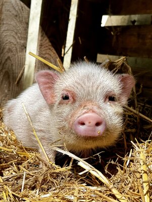 Little Miss Piggy