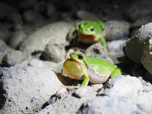 laubfrosch_philiptaxbock_3