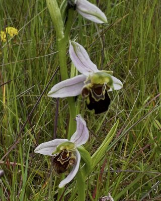 redwebOphrys apifera Kreuzlingen