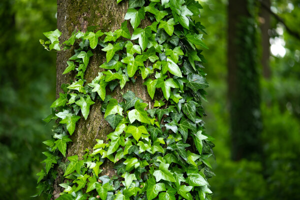 A fragment of a tree trunk