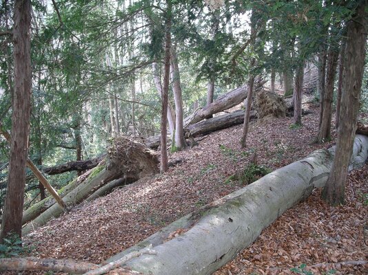Eibenreicher Wald mit liegendem Totholz aus Buchen im Waldreservat Wellenberg