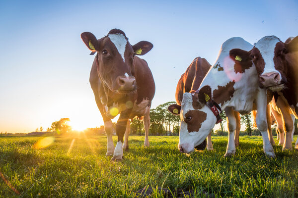 Landwirtschaft