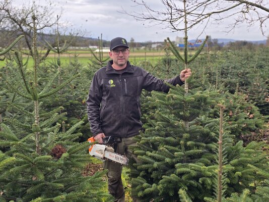 WF Christbaum