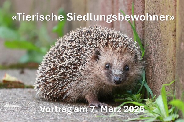 Igel