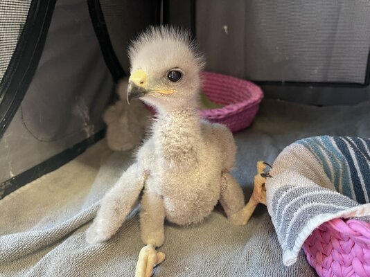 Tag der offenen Tür in der Wildvogel- und Reptilienpflegestation Kreuzlingen¶