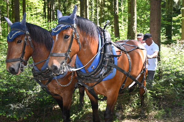 ruckenpferd