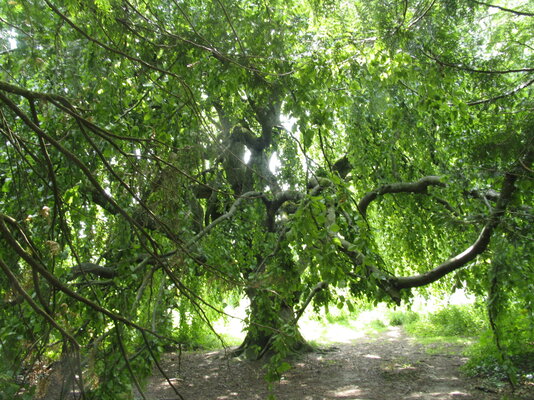 kreuzlingen-entdecken-das-arboretum-im-seeburgpark