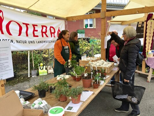buuremarkt-ermatingen-pflanzentausch