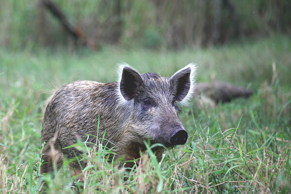 Wildschwein