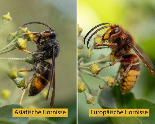 260508 Hornisse