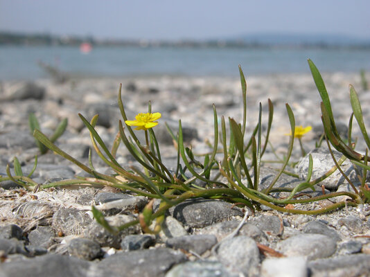 Der Ufer-Hahnenfuss blüht von Mai bis Juni sowie im Herbst und vermehrt sich hauptsächlich über lange Ausläufer, an deren Enden eine kleine, gelb glänzende Blüte sitzt.