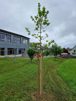 Baumpflanzung