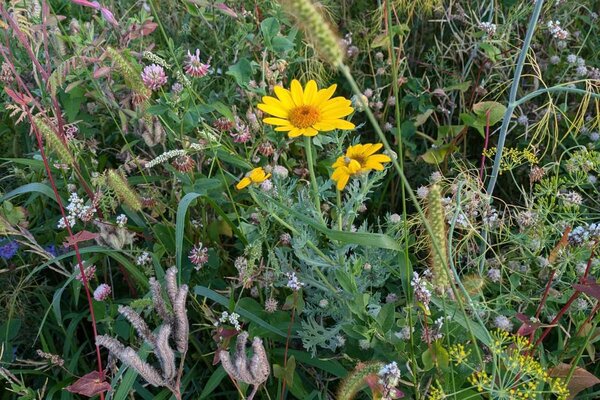 2024_blumenwiese_mammern - 1
