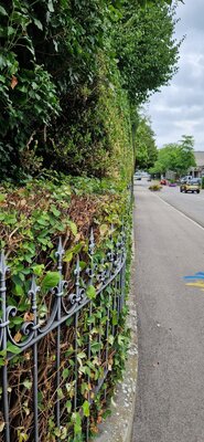 Heckenschnitt wie aus dem Bilderbuch: Freie Sicht auf den Fahrbahnbereich. ⋌IDSK