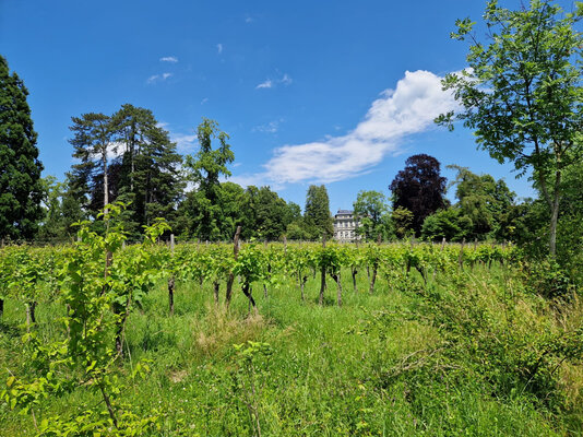 Im städtischen Rebberg wachsen Solaris, Maréchal Foch, Léon Millot und Cabernet Jura.