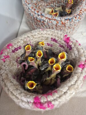 Tag der offenen Tür in der Wildvogel- und Reptilienpflegestation Kreuzlingen¶
