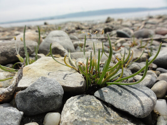 Der Strandling blüht von Ende April bis Juni und kann mit seinen schmalen, grasartigen Blättern dichte Rasen bilden. Er ist eng mit dem Spitz- und Breitwegerich verwandt.