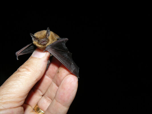 redwebM?ckenfledermaus